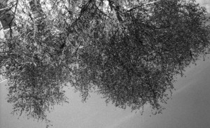 Photo pellicule2-15.jpg